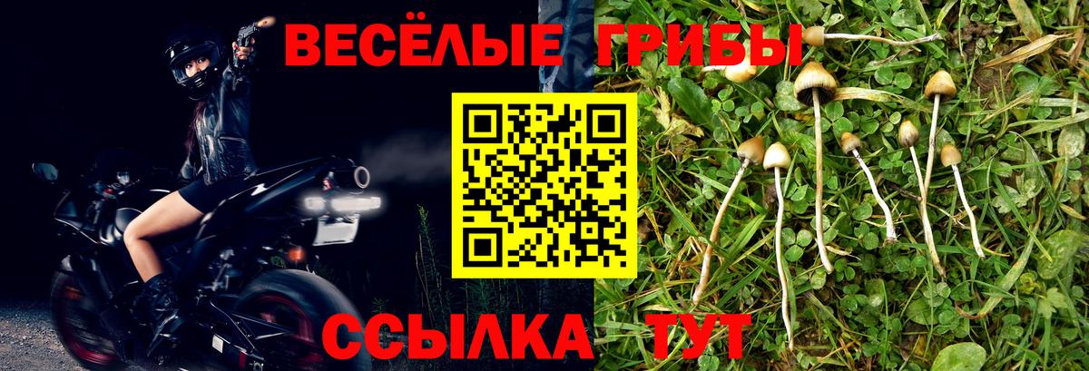 Галлюциногенные грибы Magic Shrooms  Вход с VPN  Гуково  Галлюциногенные грибы GOLDEN TEACHER 